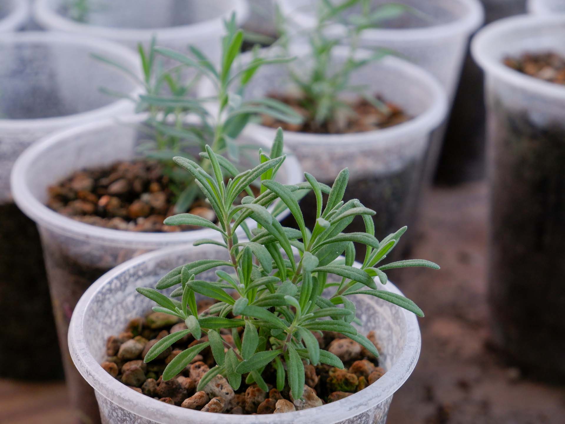 Small lavender cuttings in a new pot
