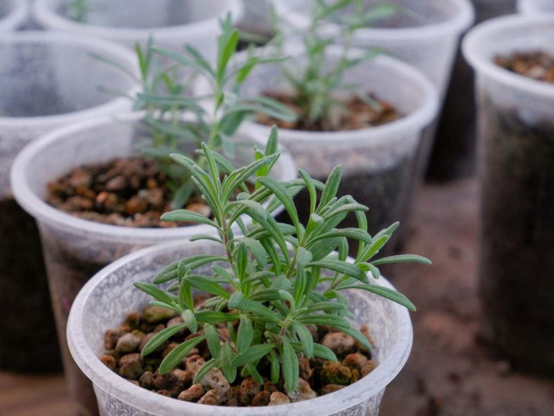Small lavender cuttings in a new pot