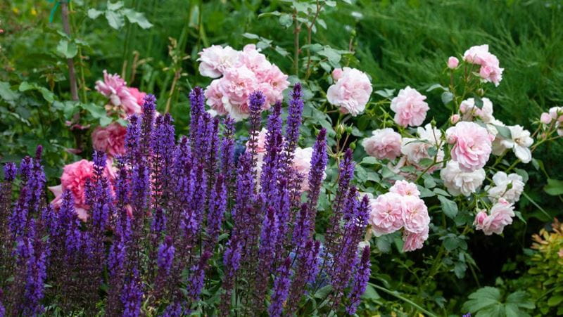 Salvia nemorosa with pale pink roses against the backdrop of greenery in the garden.