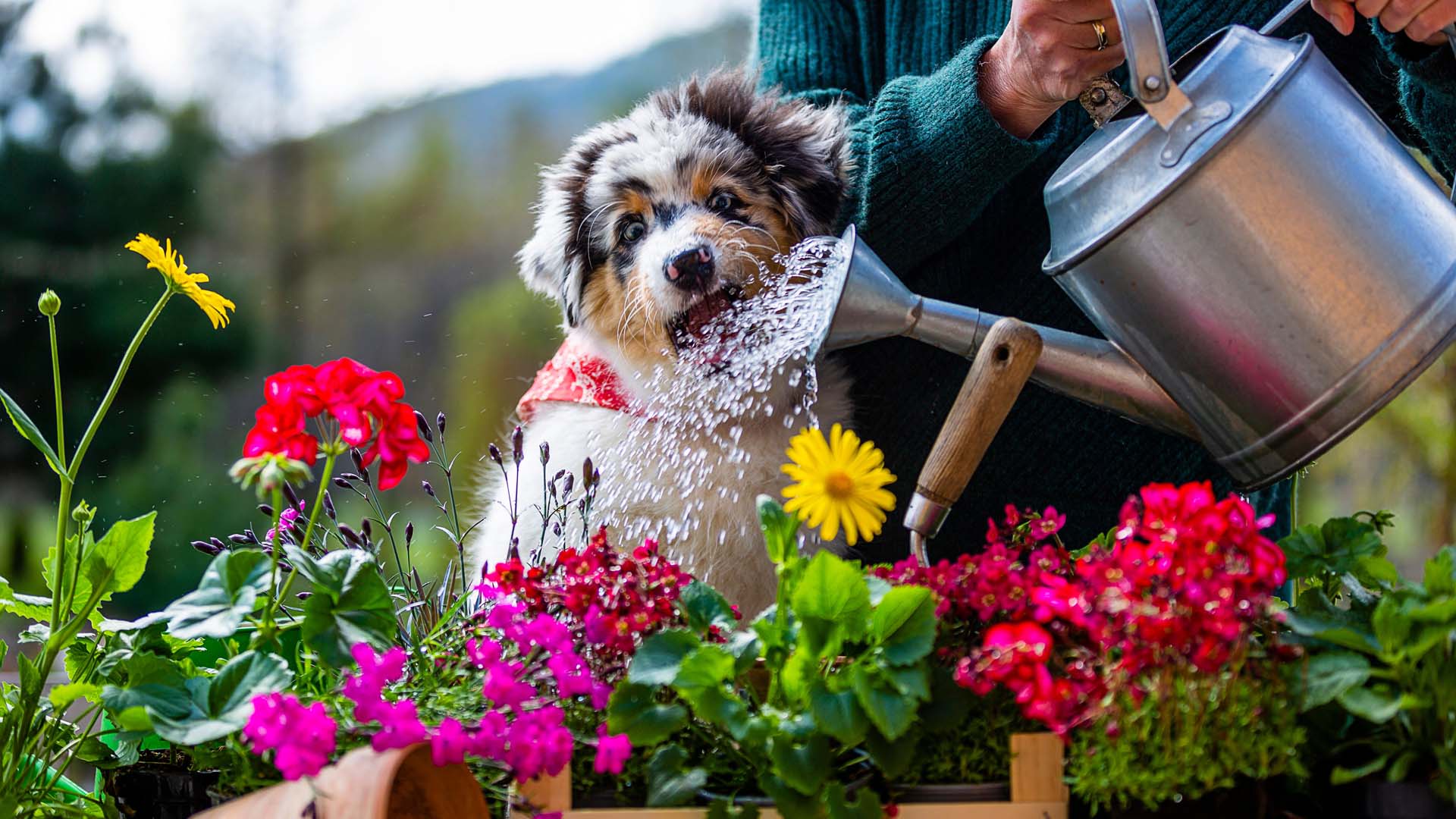 Dog watches plants being watered