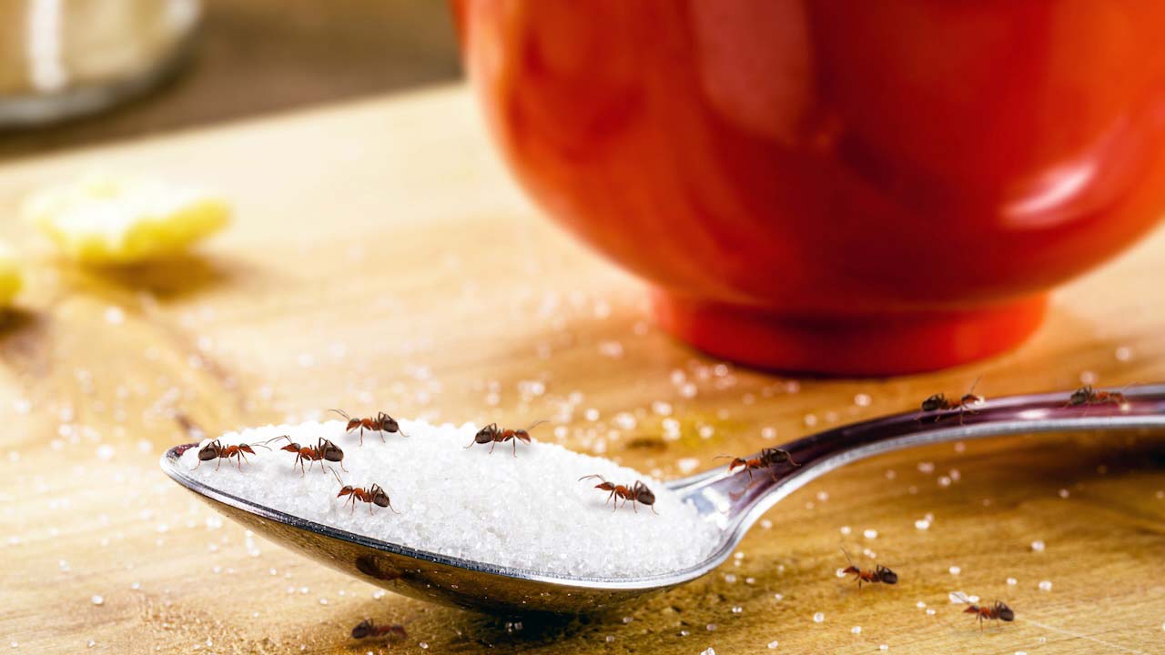 small red ants on a spoon with sugar, pest problems indoors