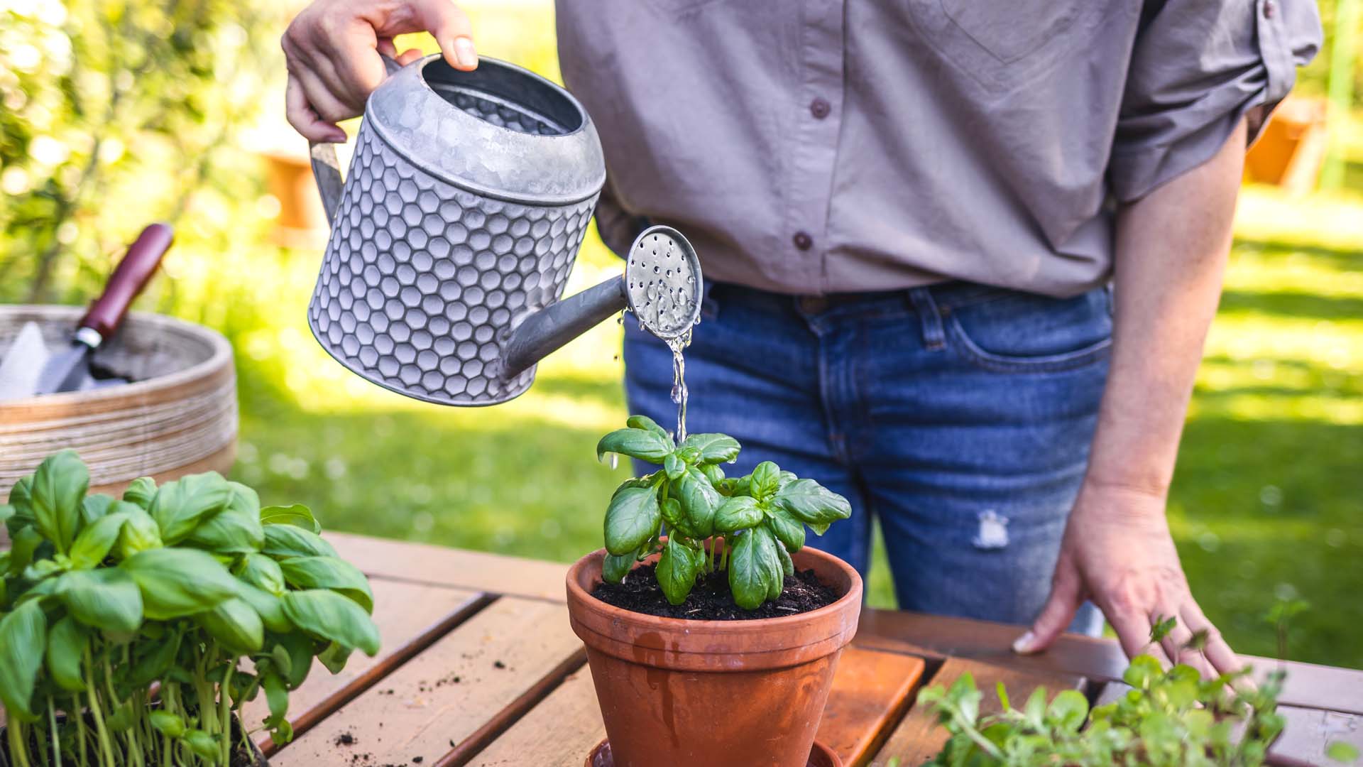 Close-up of someone using a small watering can to water a potted herb plant