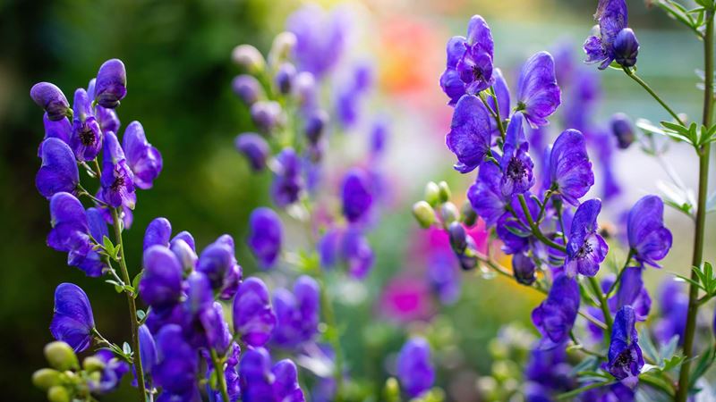 Purple plants
