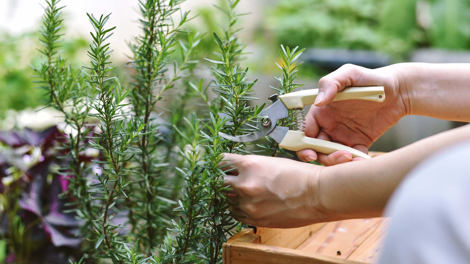 Close-up of a woman's hand snipping rosemary cuttings into a wooden trug