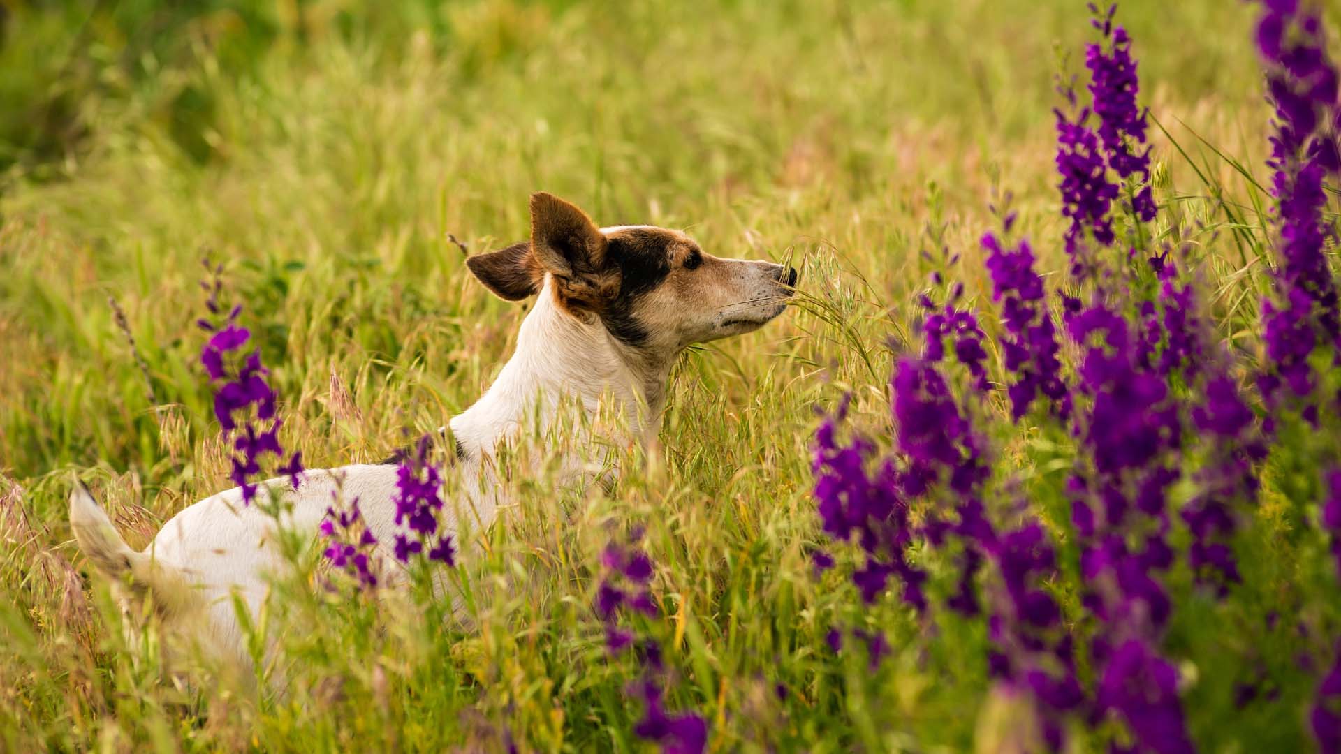 Dog among plants