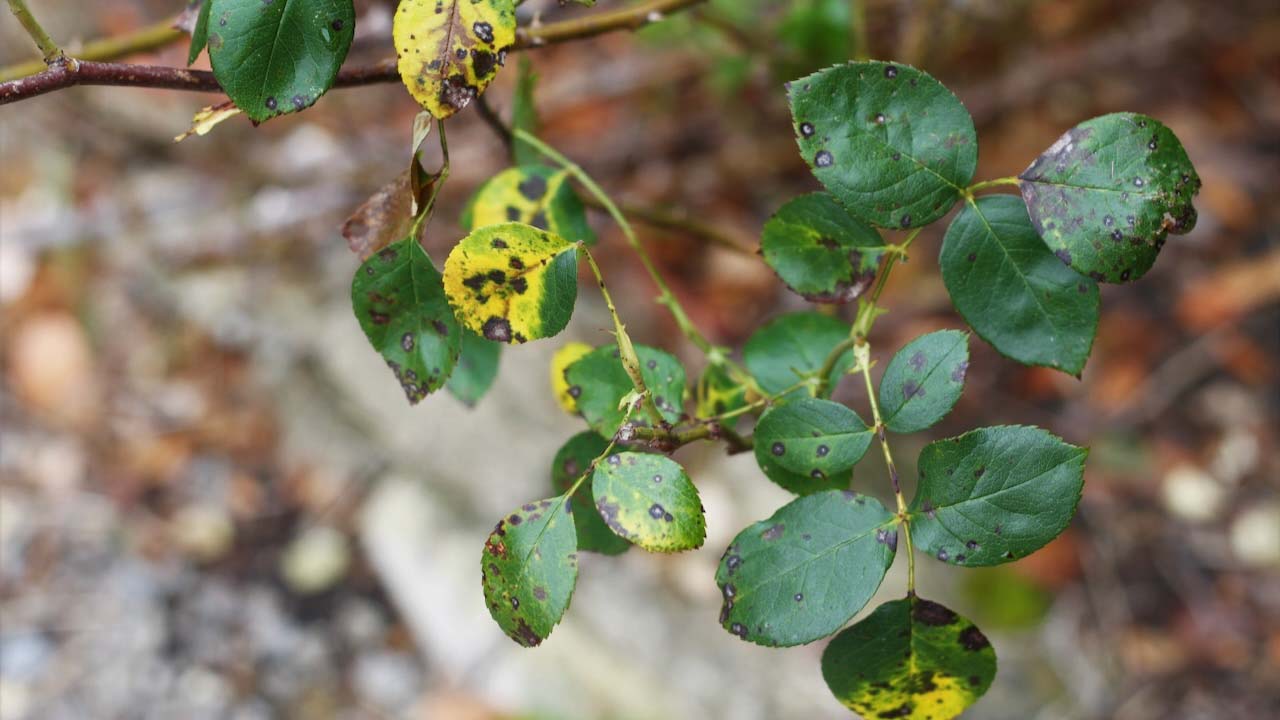 Fungal rose disease Black Spot, with infected leaves.