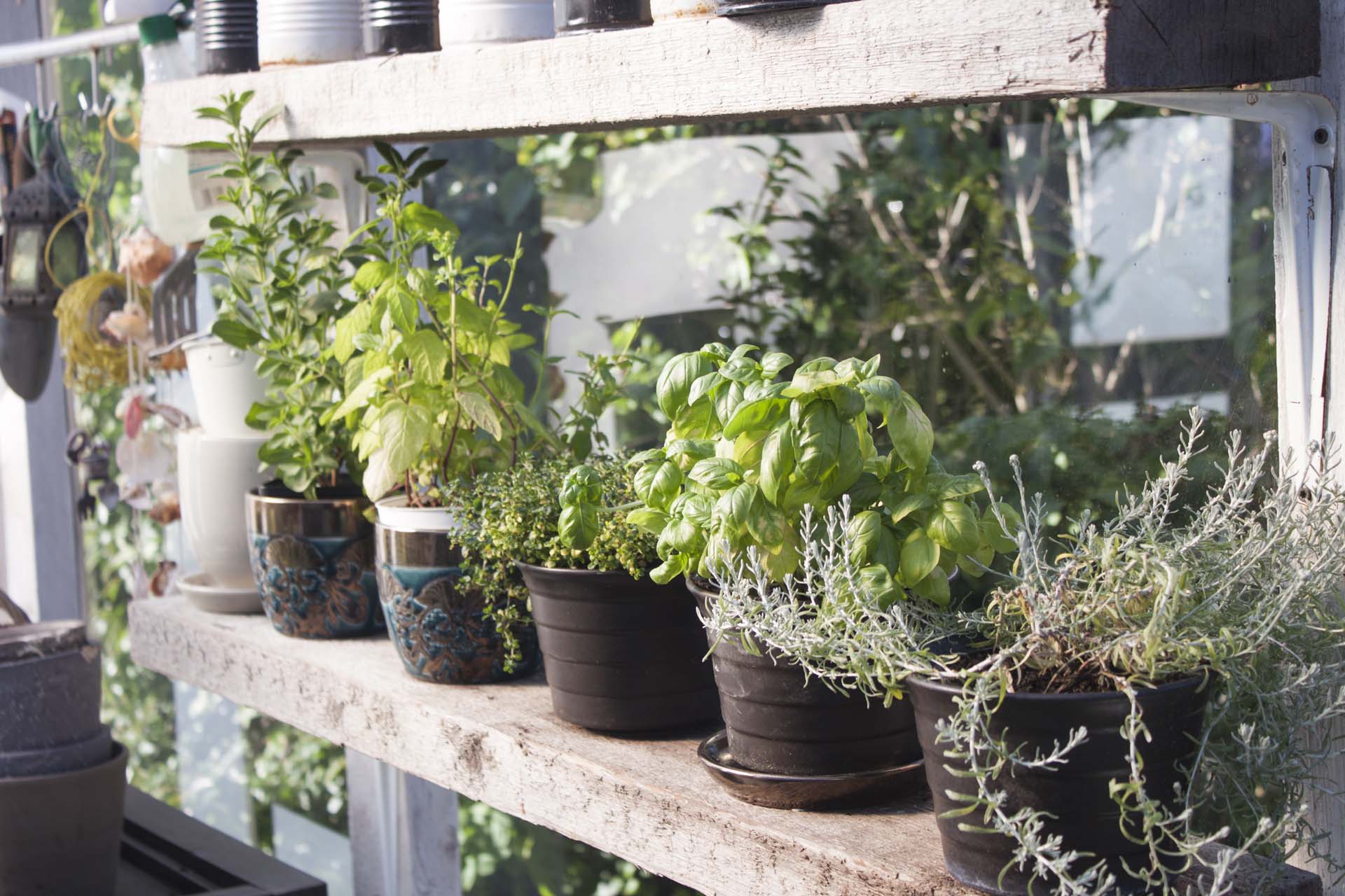 Potted herbs lined up on a shelf outdoors on a sunny day