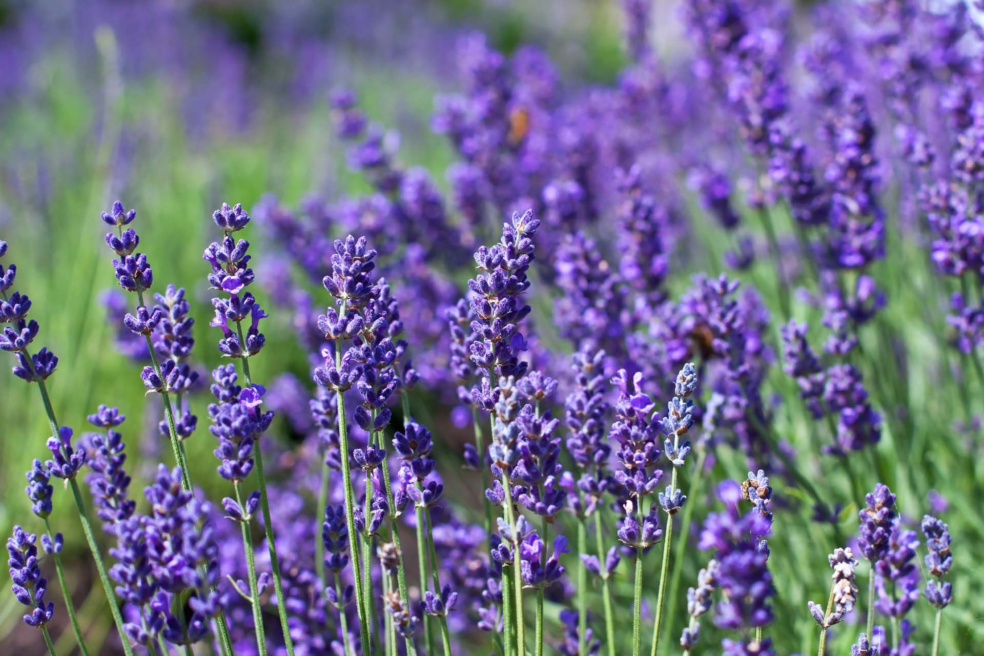 Beautiful healthy lavender plants in a field