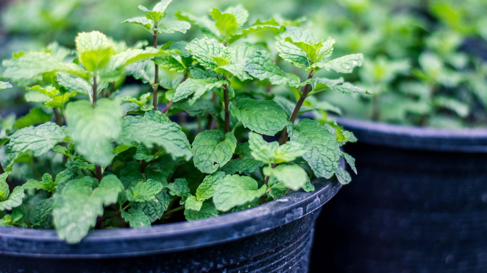 Close-up of mint plants in black pots