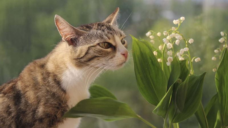 Cat next to plant
