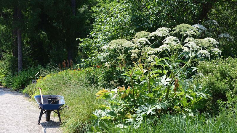an overgrown roadside verge with giant hogweed