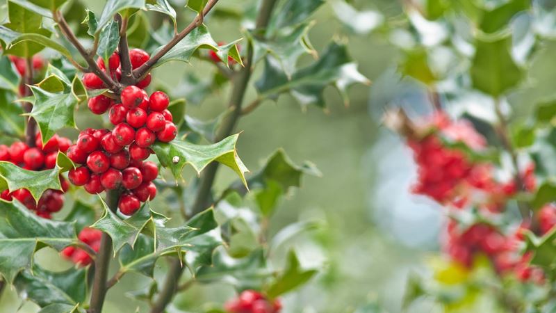 berries and holly outside on a tree