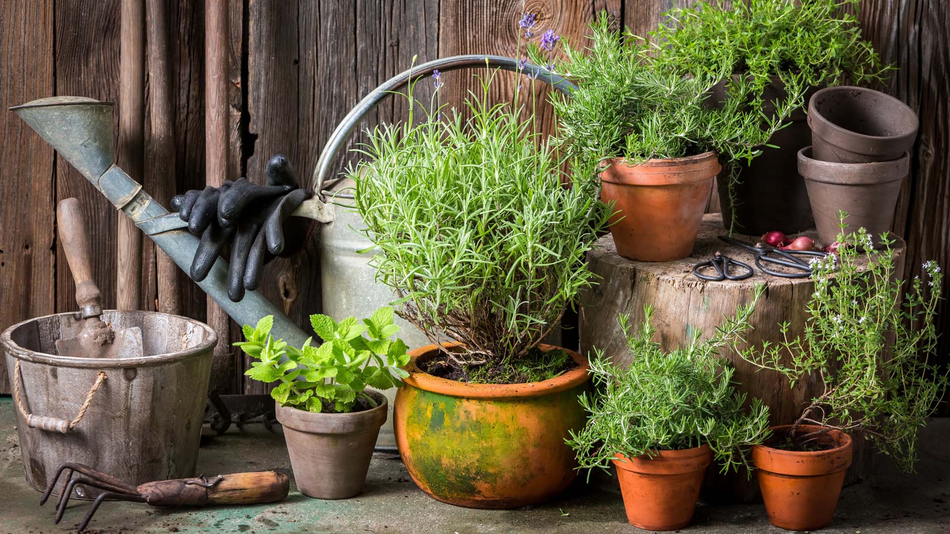 A display of herbs in terracotta pots with antique tools including a bucket, watering can and fork