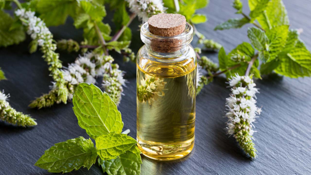A transparent bottle of peppermint essential oil with blooming peppermint twigs