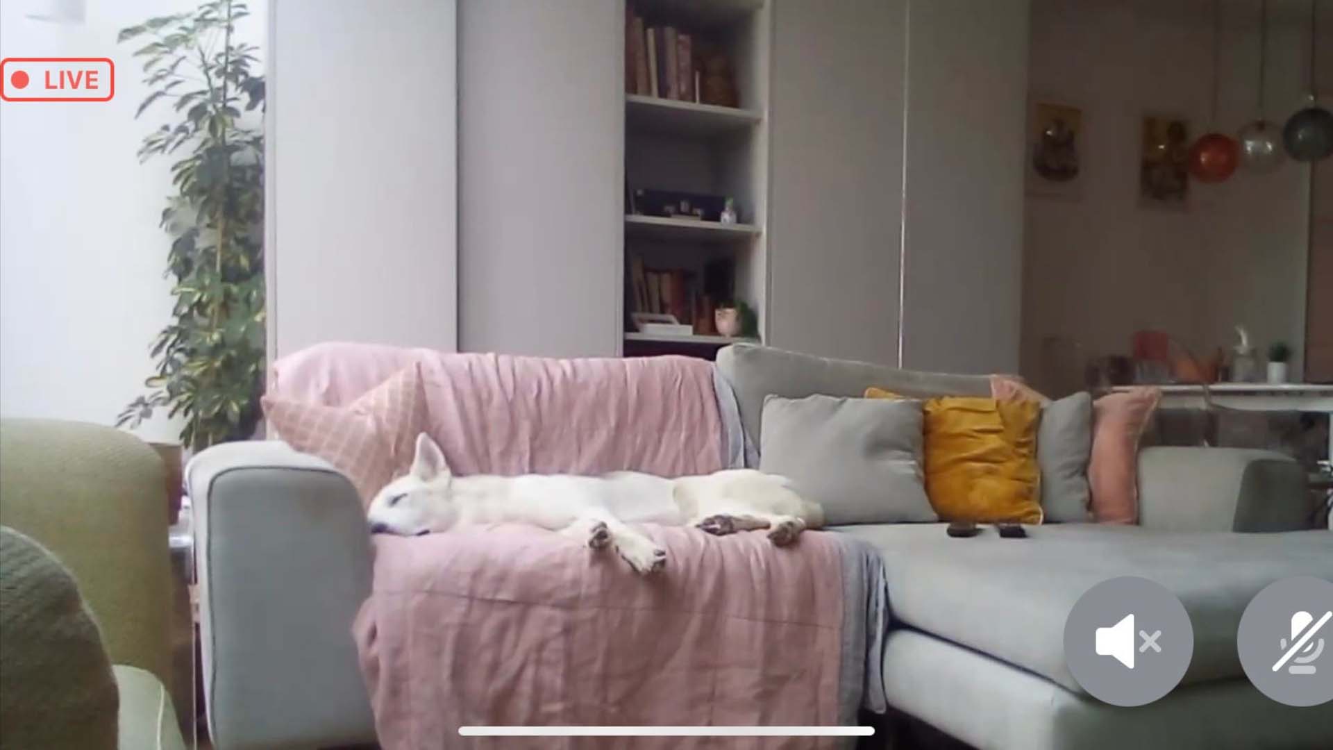 A white dog asleep on a sofa
