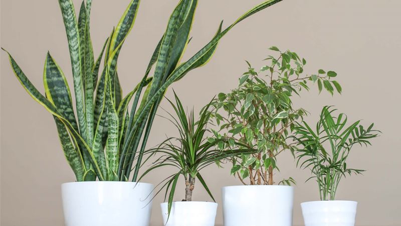 Varieties of Sansevieria and snake plant in 4 different size white pots