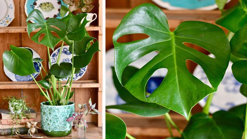 Pot of Swiss cheese plant in front of a wood shelf displaying colourful dishes with a leaf details in the right side of the image