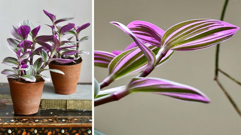 Two pots with Tradescantia Nanouk and a detailed leaf view on the right side of the image