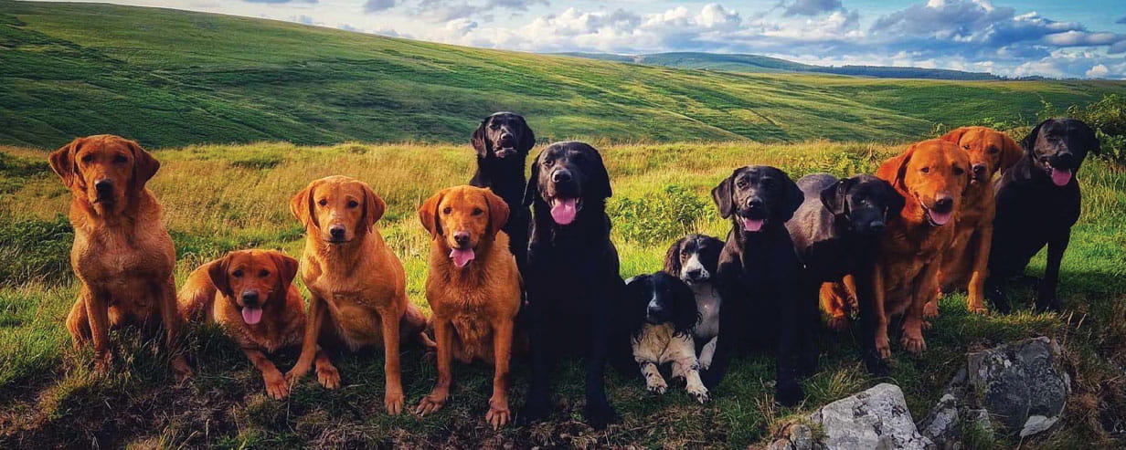 A group of 13 dogs sitting in a row facing the camera with rolling fields and hills behind them