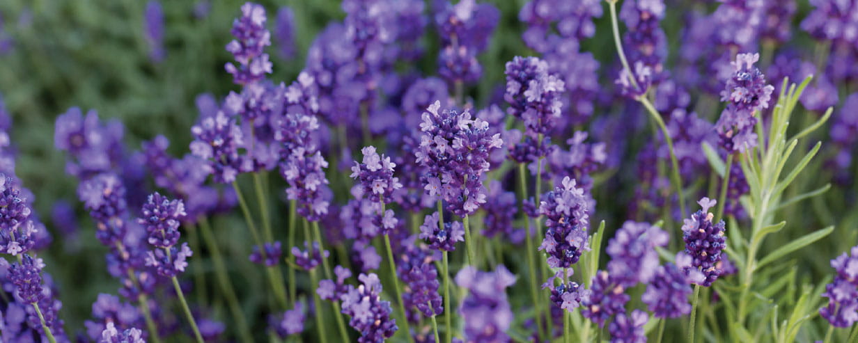 Garden with the flourishing lavender