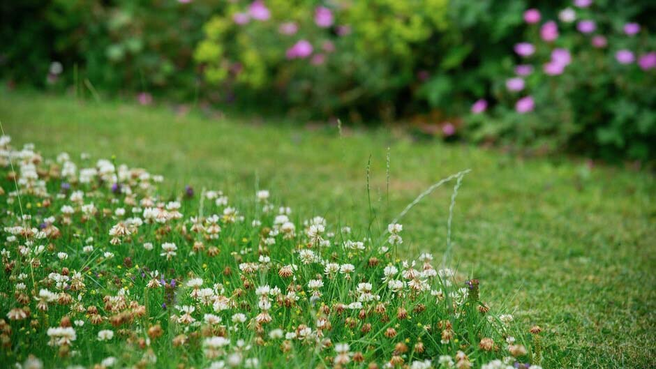White clover (Trifolium repens) flowering in lawn