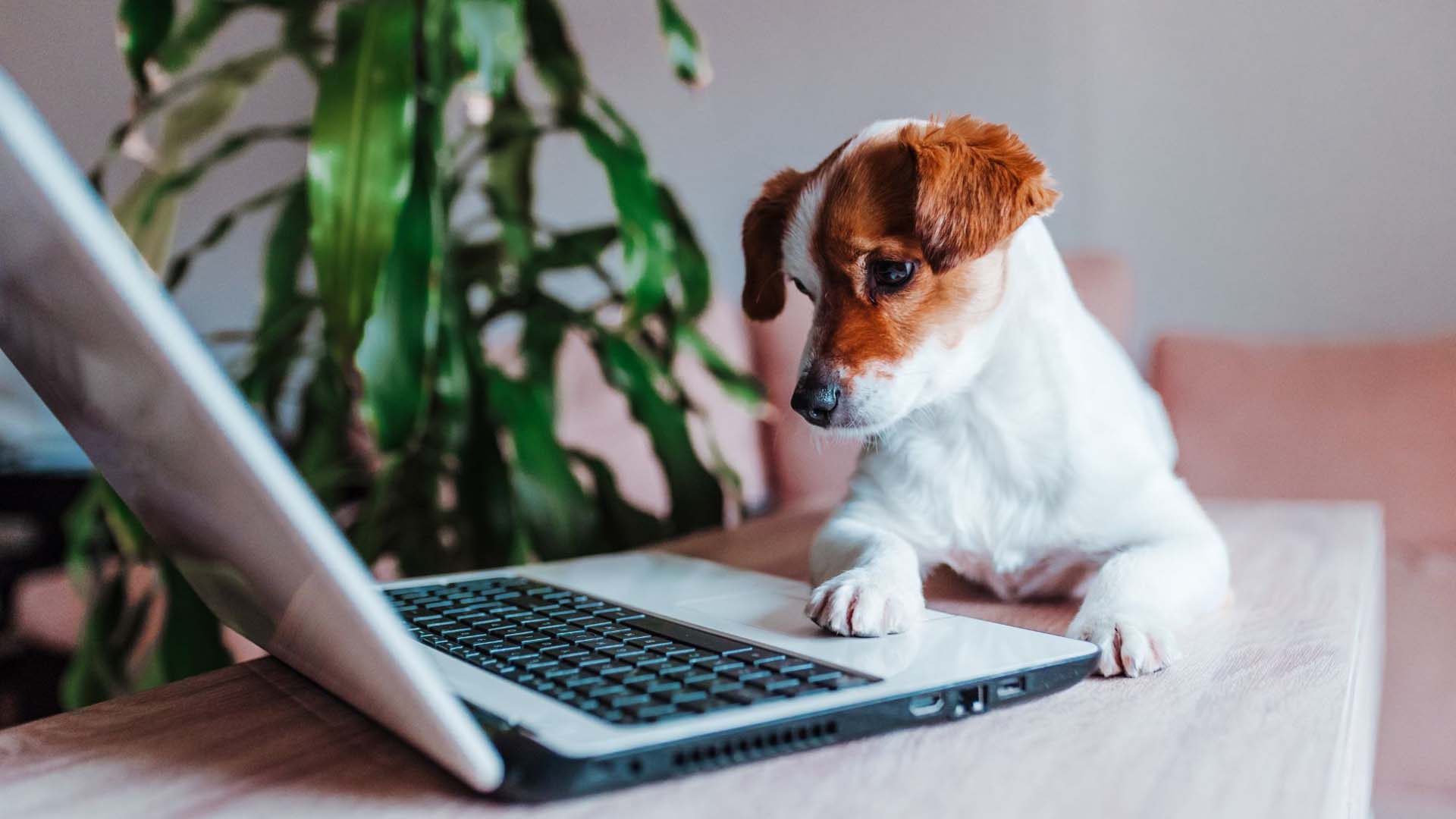 A small dog with its paw on an open laptop