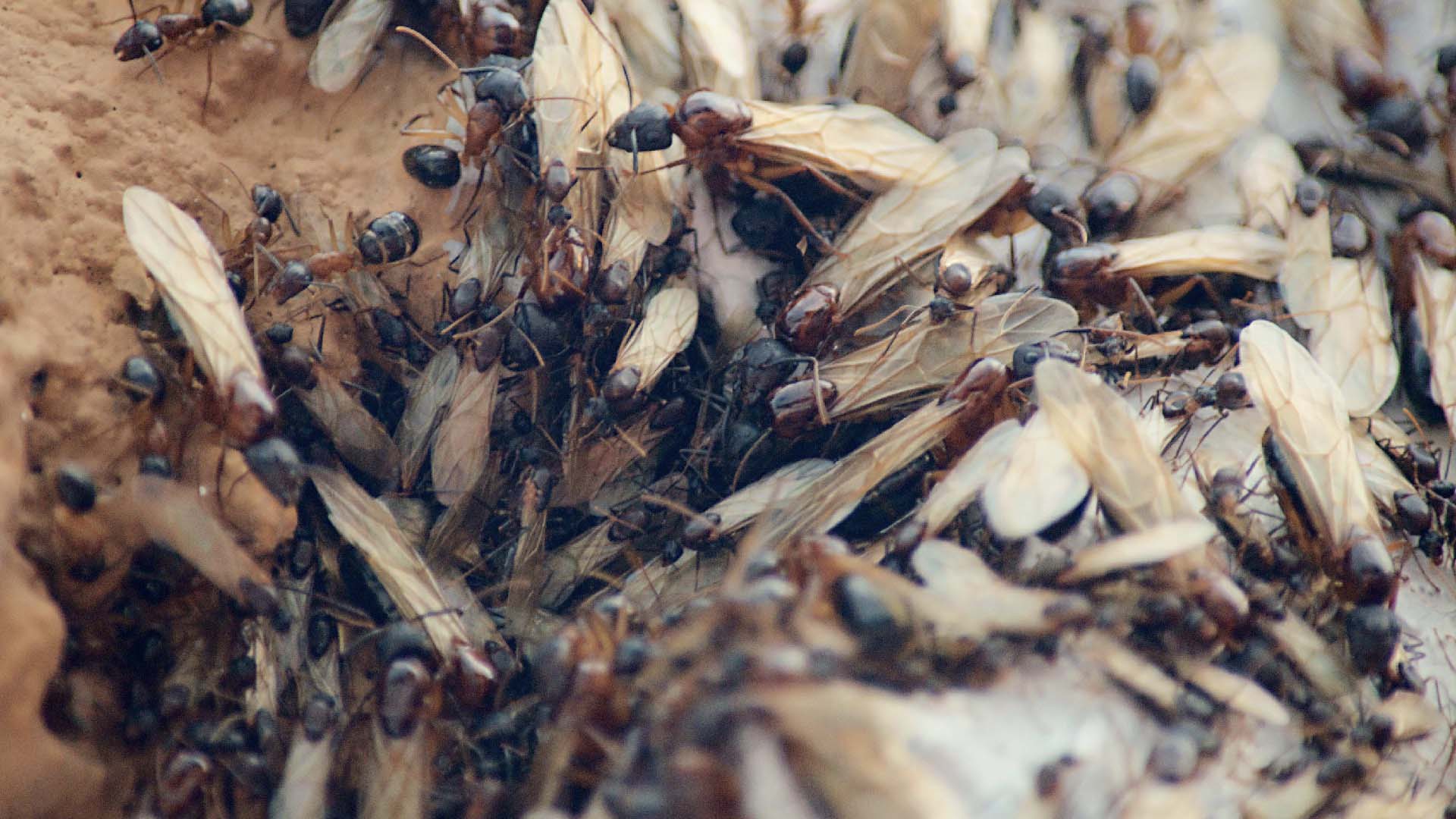 How to get rid of ant flies sales