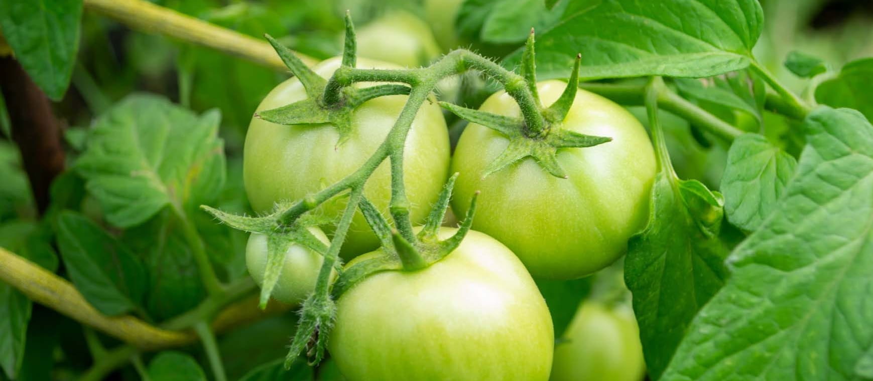 Green tomatoes need warmth for them to ripen towards the end of the season