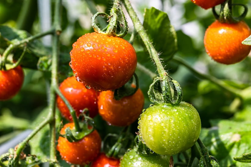 Four tomatoes ripening on a windowsill