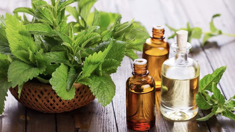 Essential oils next to a leafy green plant