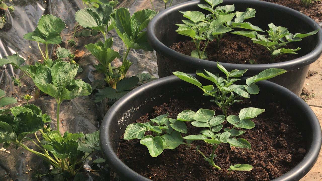 Potatoes for Christmas are best grown in pots
