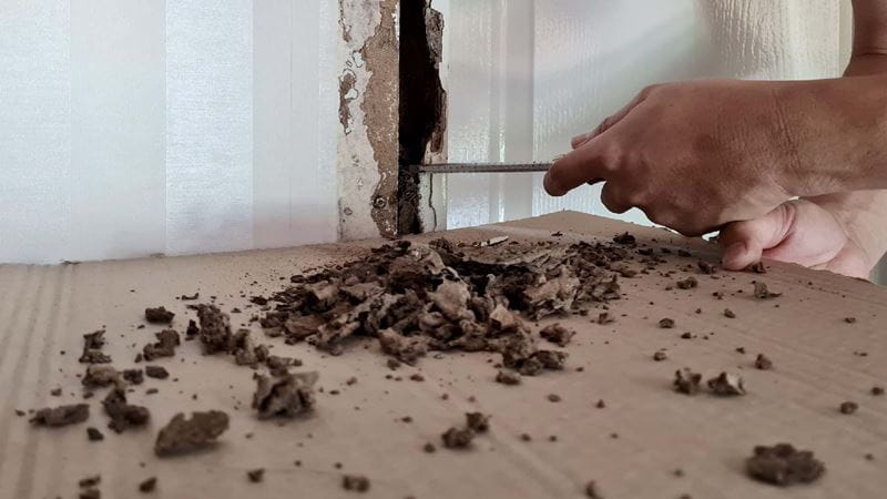 A person scraping out rotting wood with a tool