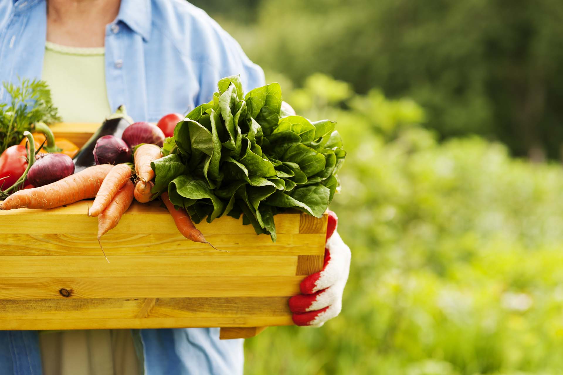 Close up of a person holding a basket full of vegetables