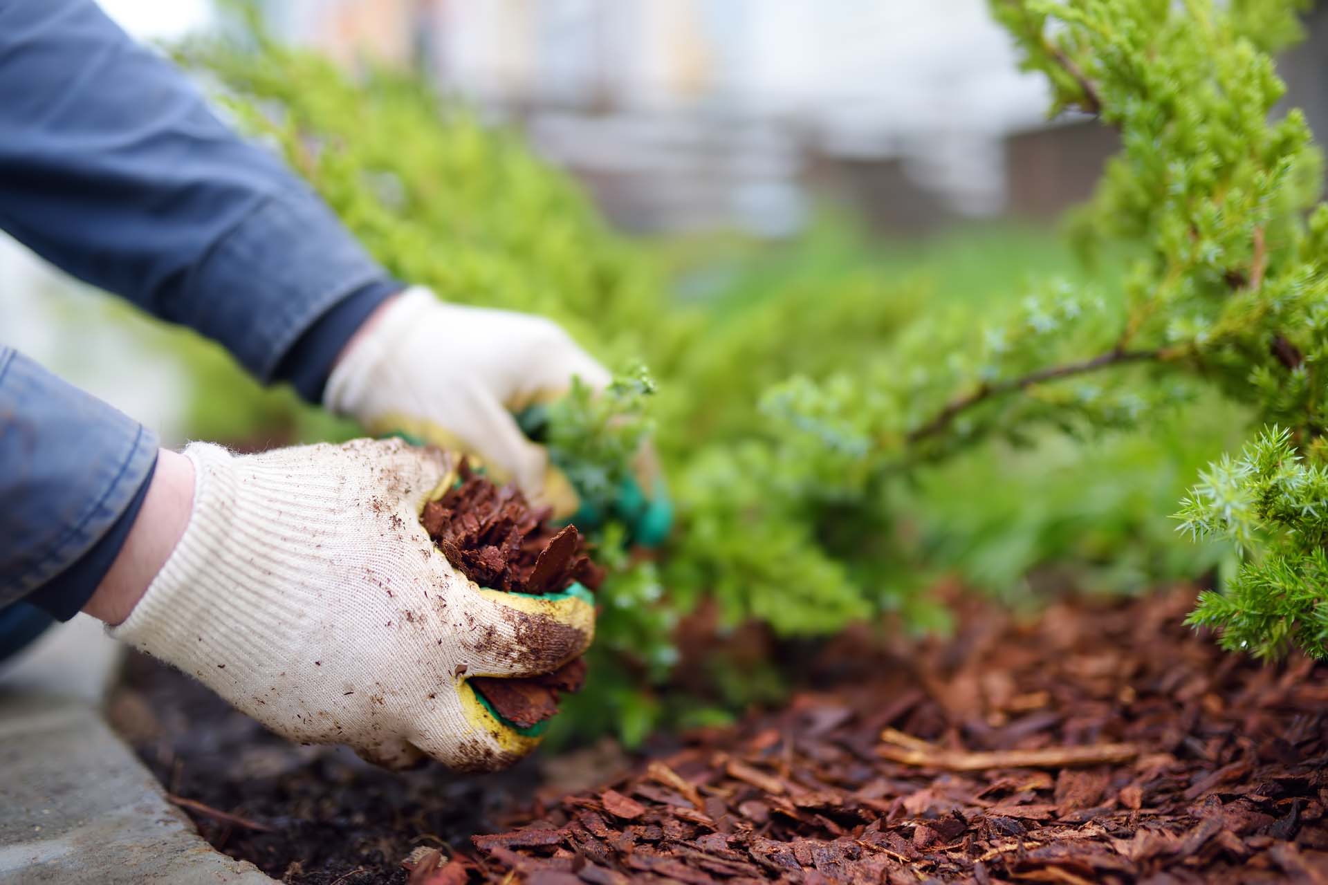 A close up of someone in white gloves mulching the soil 