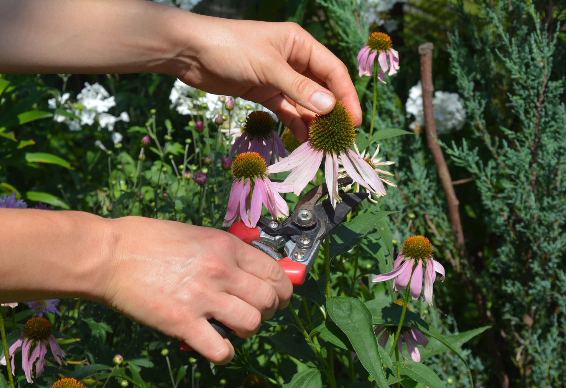 A close up of a person's hands using secateurs to deadhead a flower