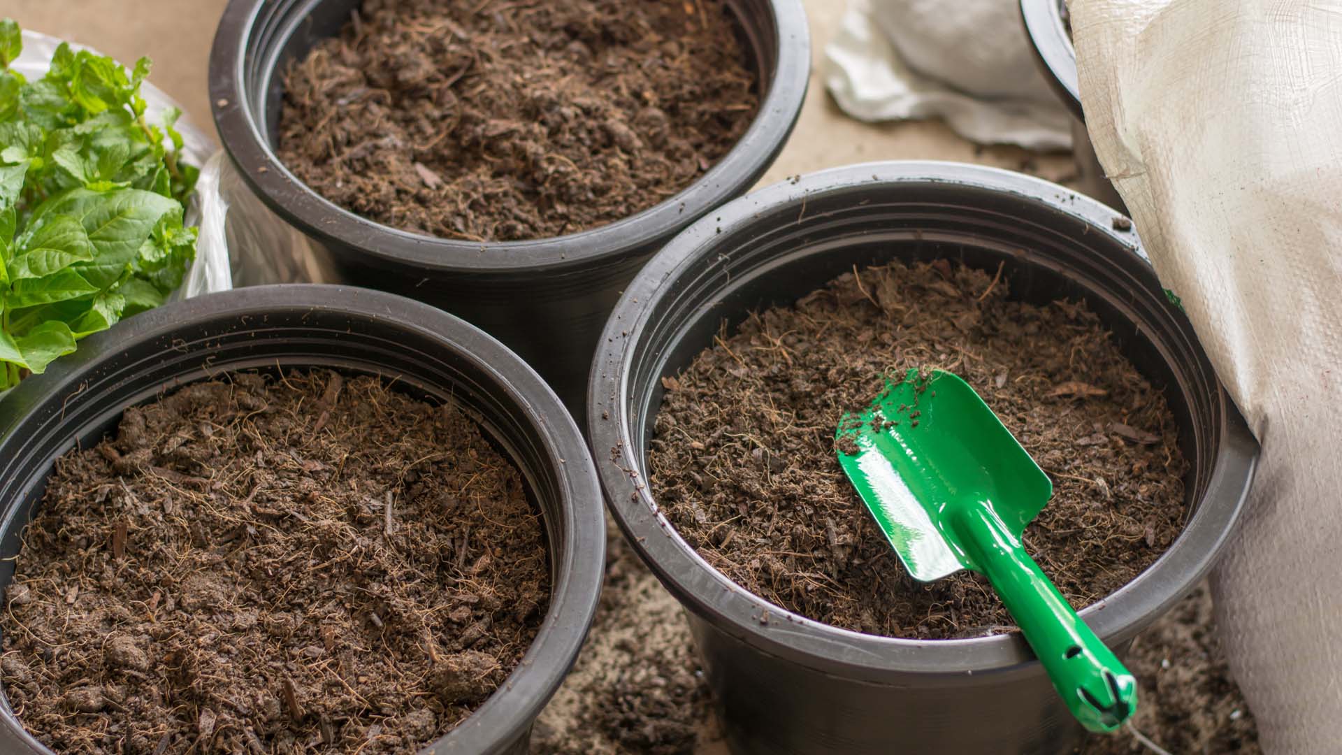 Close-up of three plant pots containing fresh soil and a green trowel