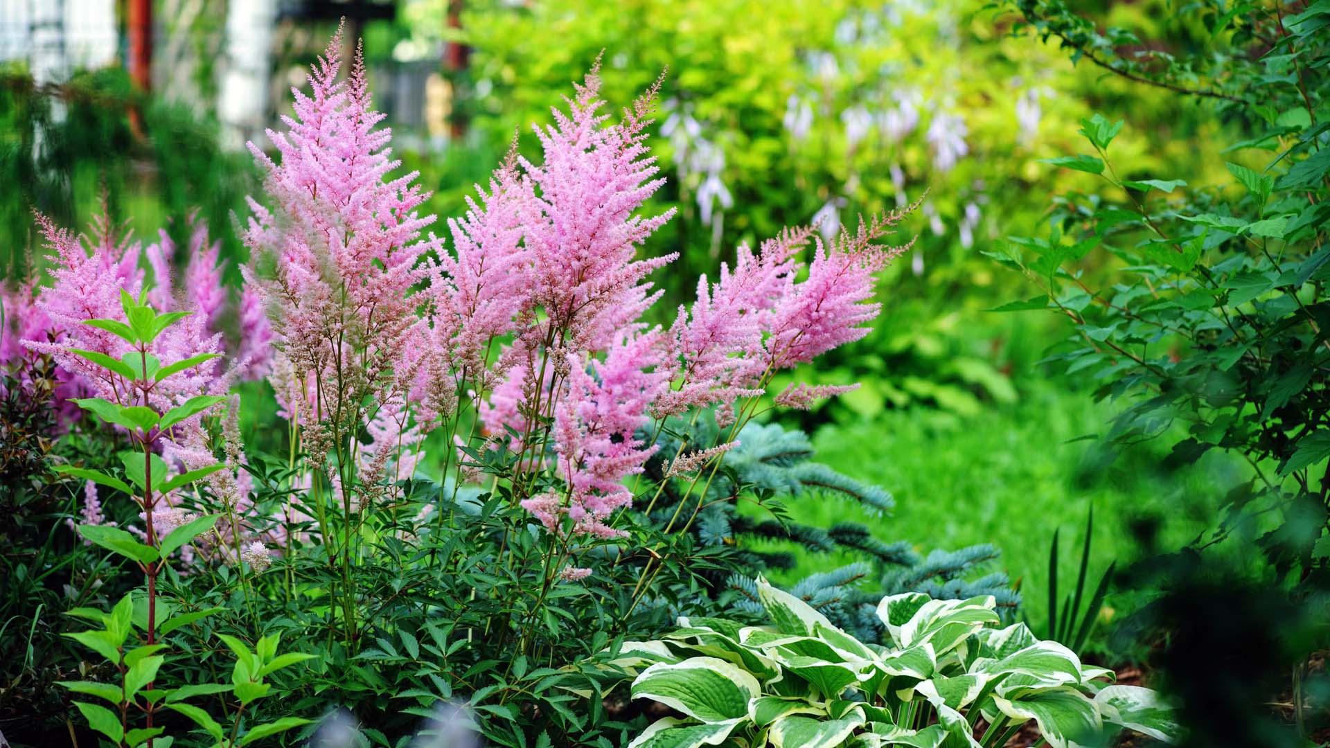 Astilbe, false goatsbeard