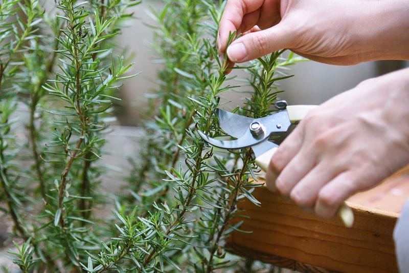 Rosemary cuttings are best taken in late summer