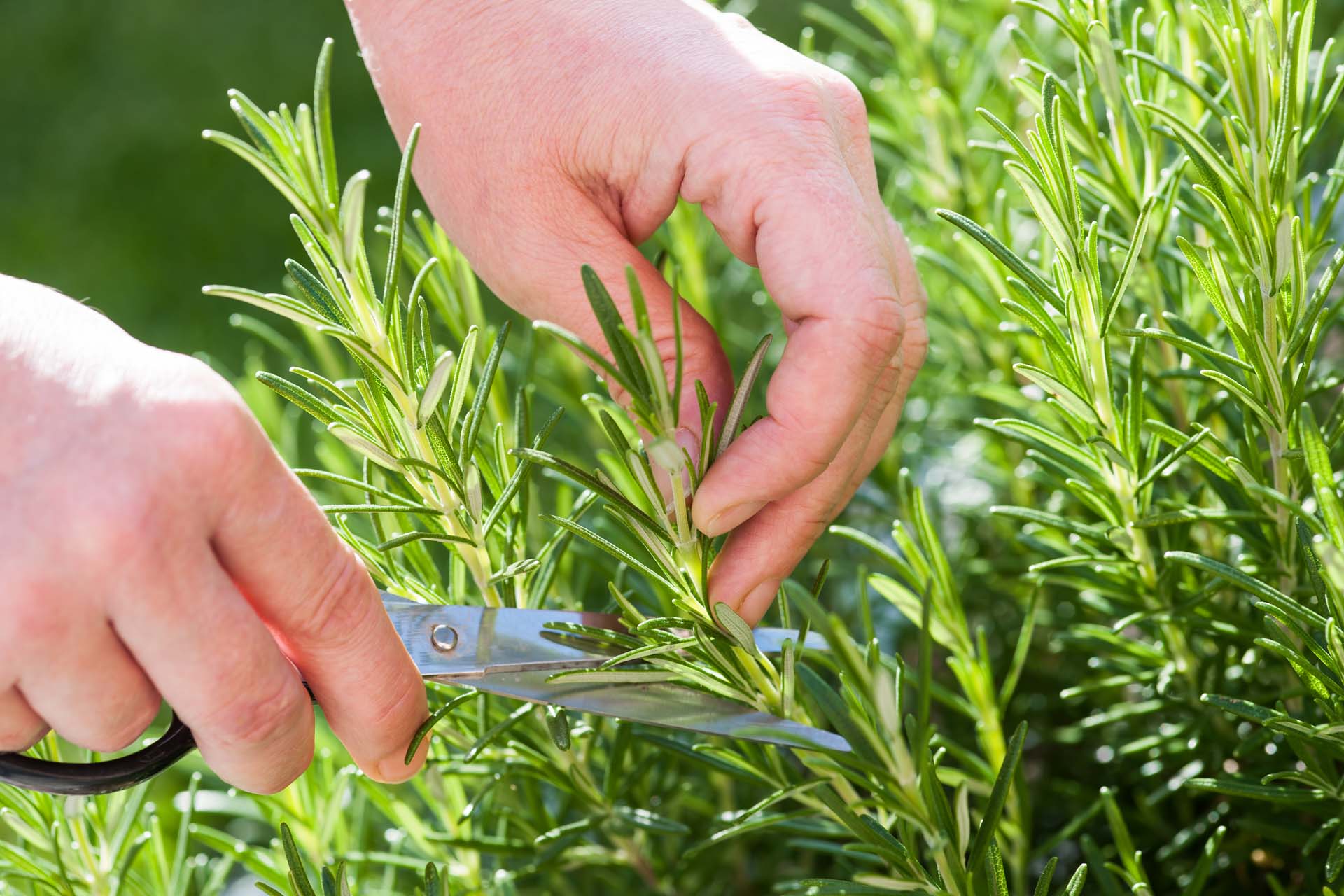 Close-up of someone using secateurs to take a cutting of rosemary leaves