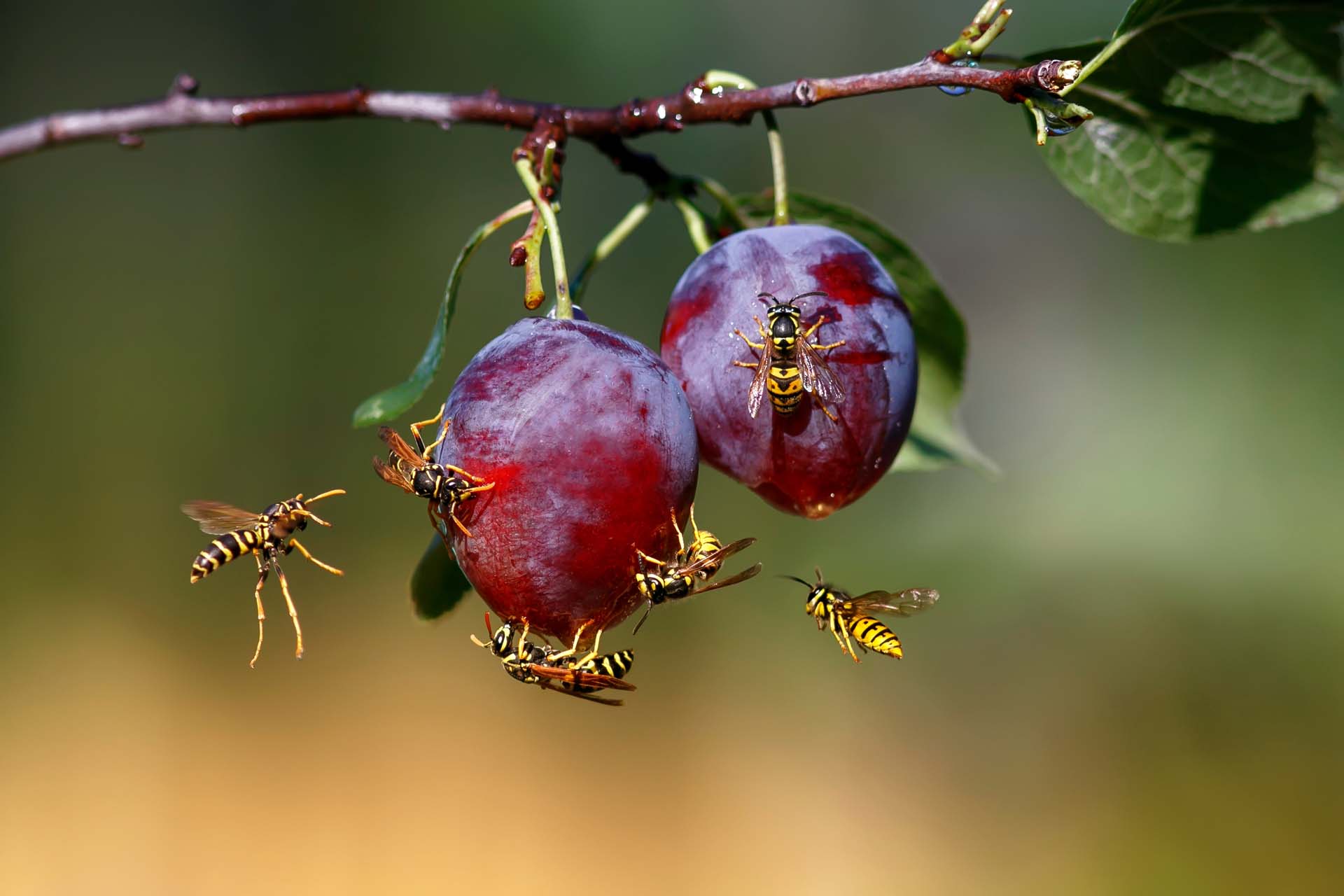 harmful insect-stinging striped wasps in the summer garden eat the fruits of ripe sweet plum fruits