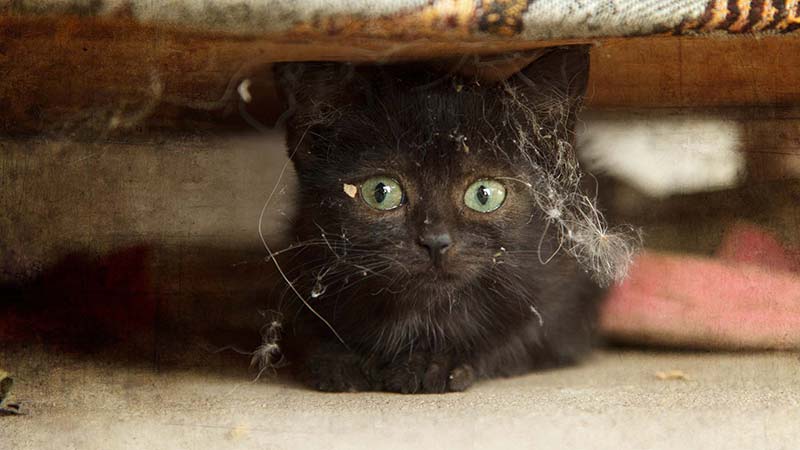 little cat under the sofa
