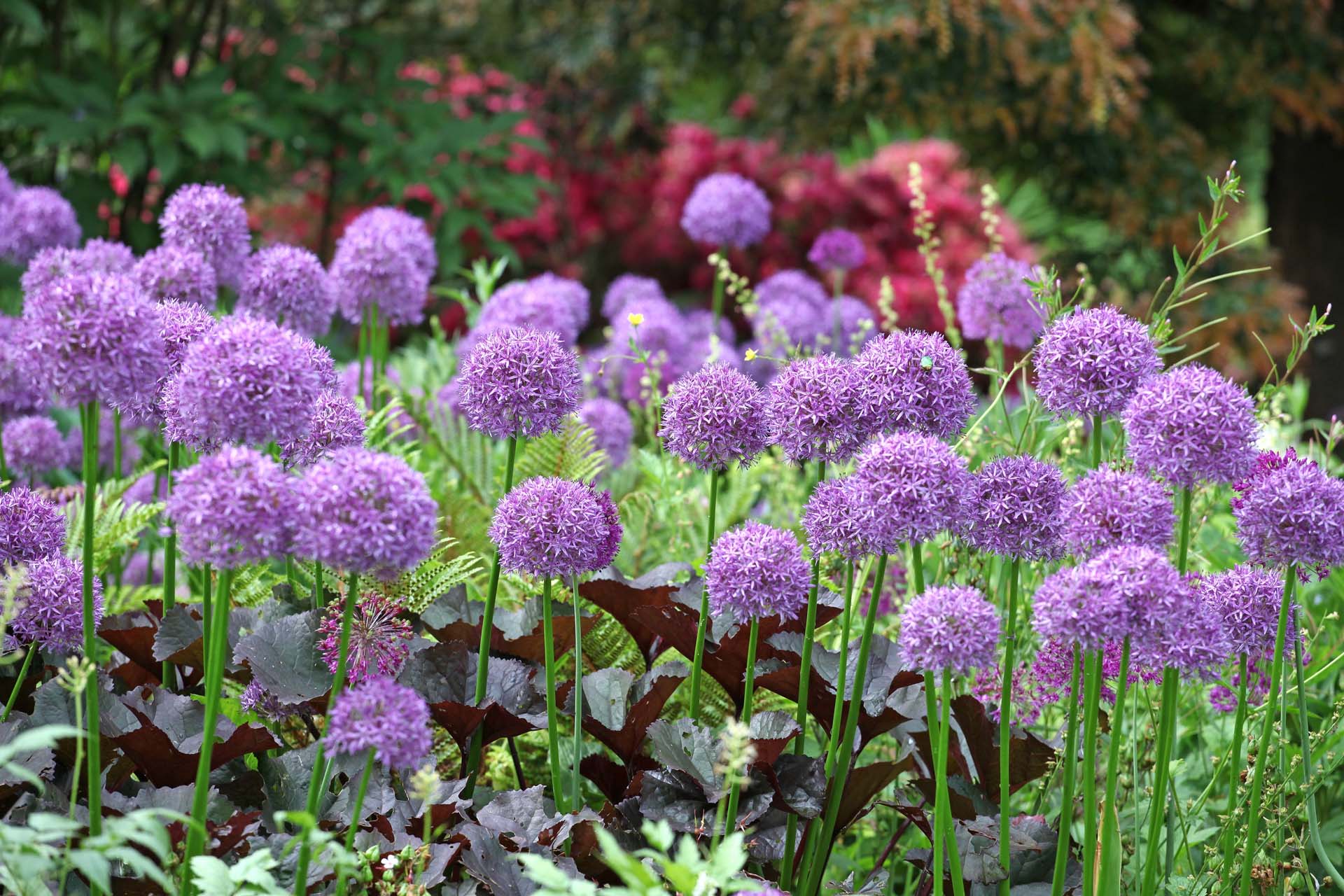 A border of vibrant purple flowering alliums