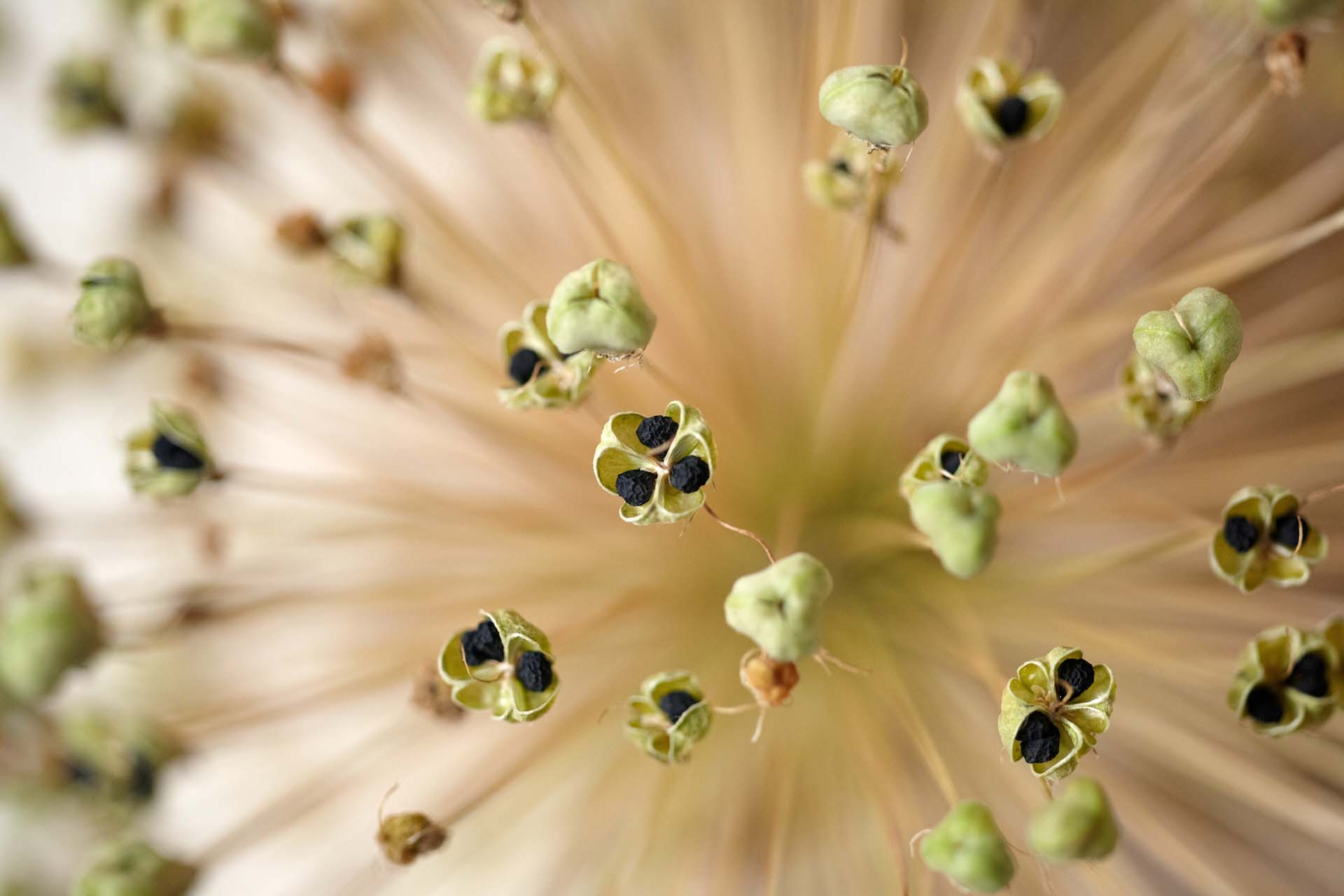 A very close-up image of a dried allium seed head