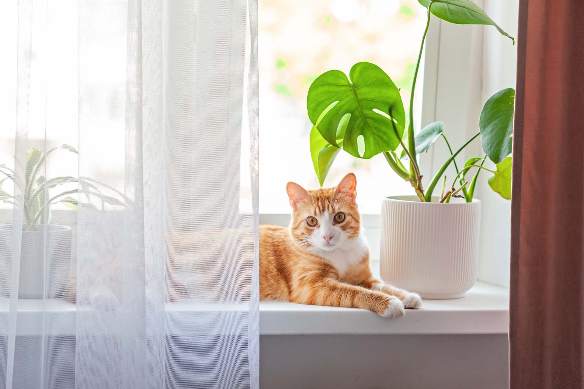 Ginger cat sat on a windowsill by a plant