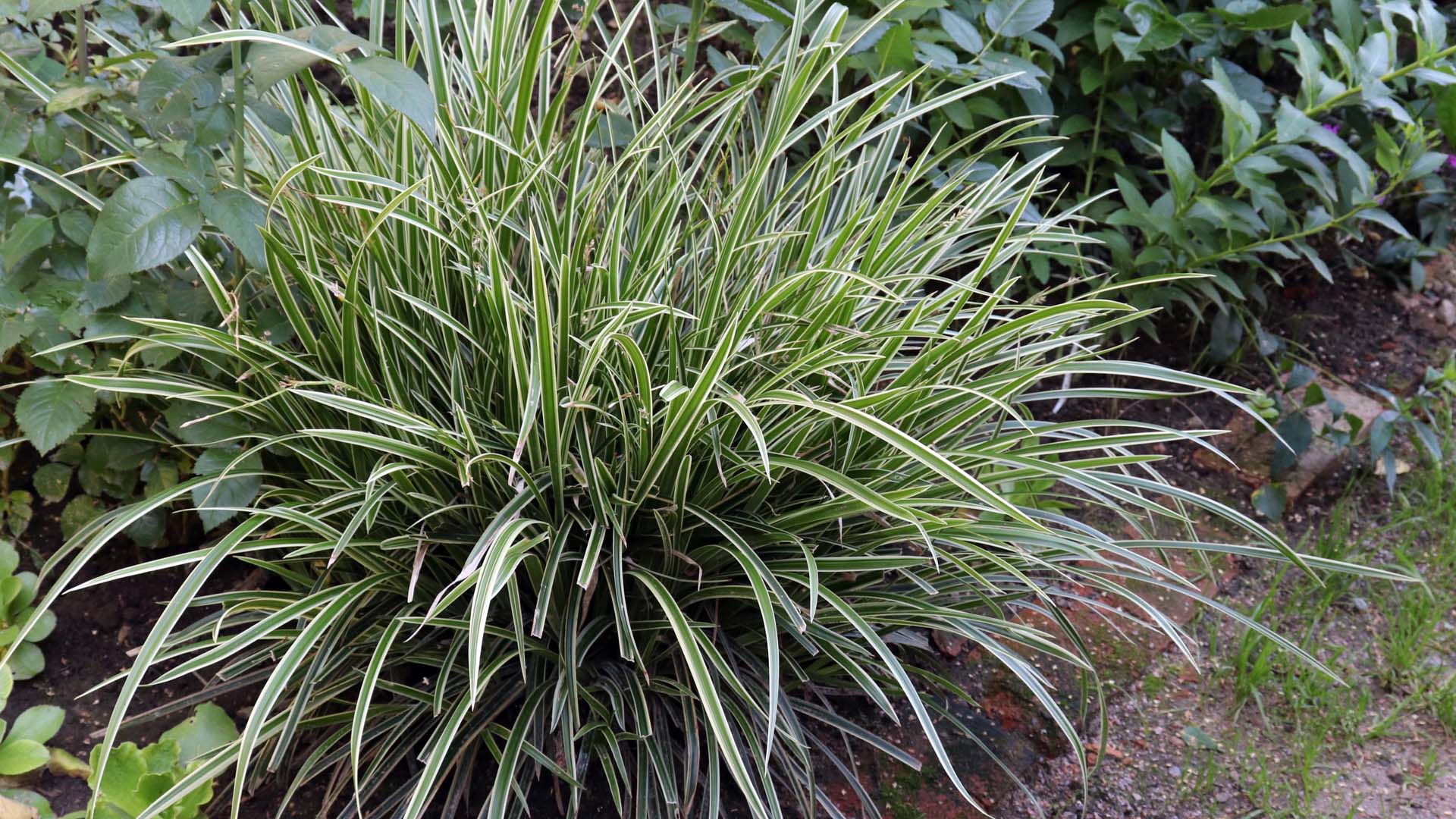  Carex morrowii, Japanese sedge