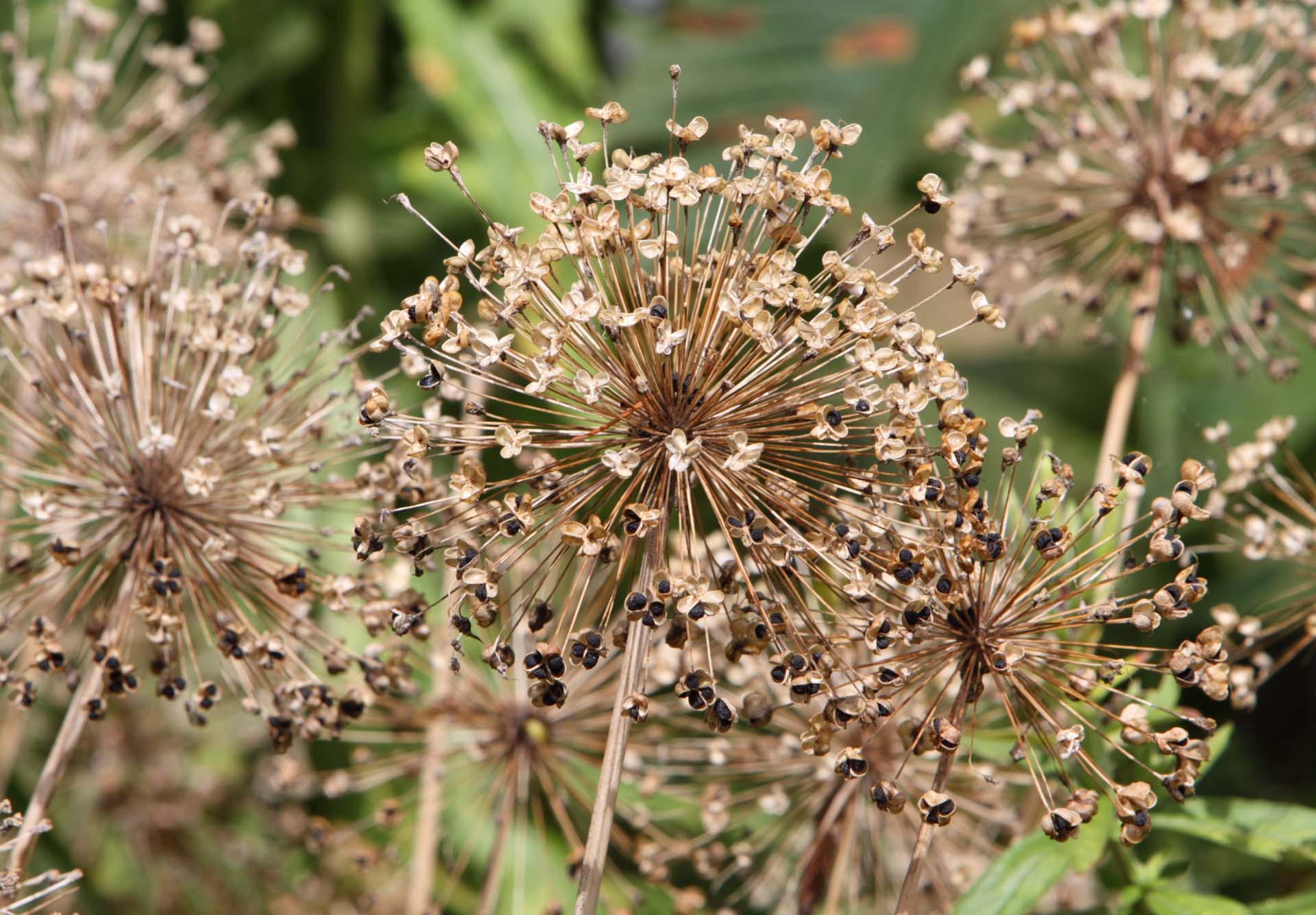 Close-up of allium seeds after the flowers have gone over
