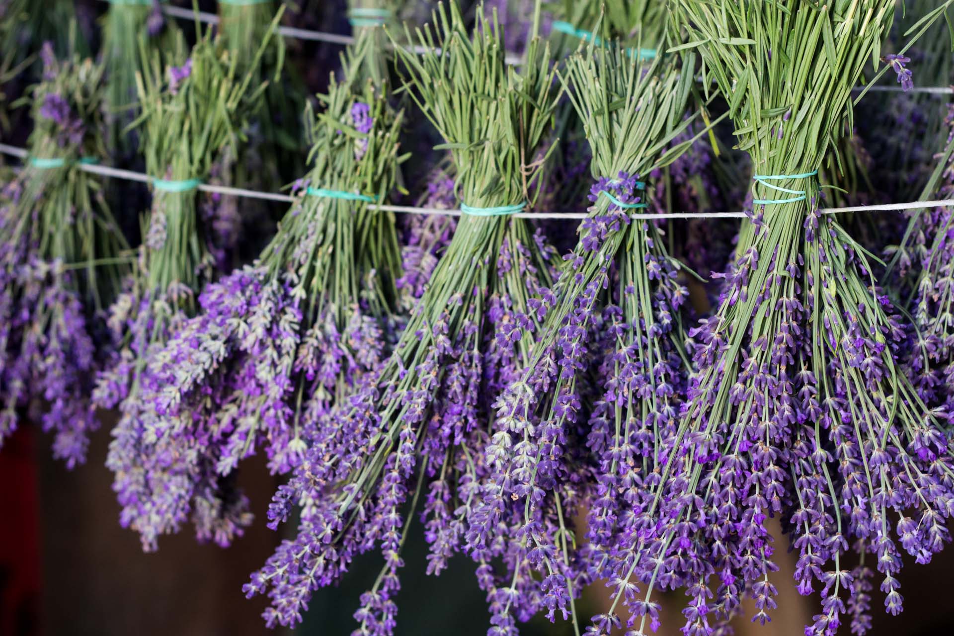 Lavender drying upside down