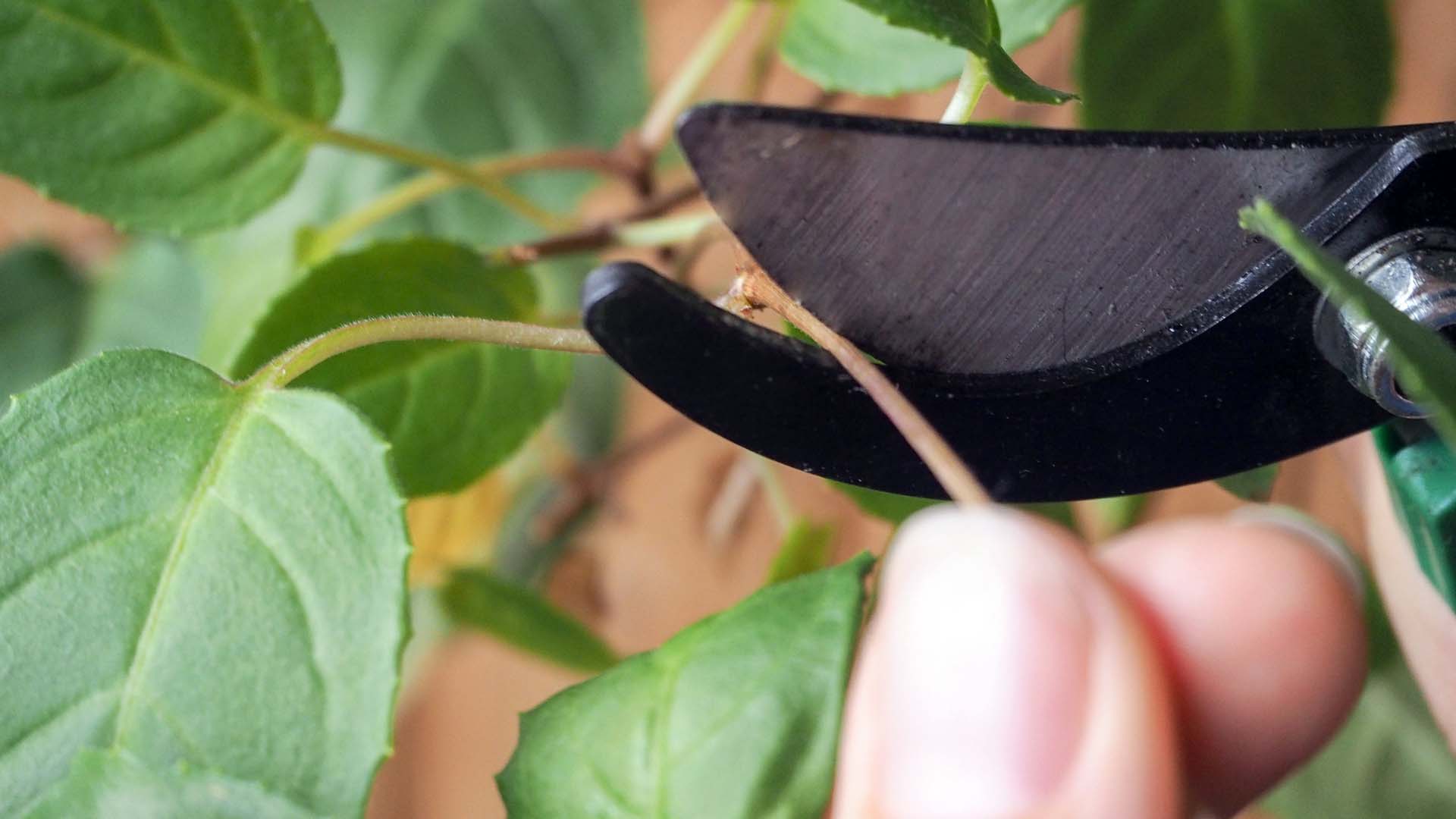 Close-up of secateurs taking a cutting from a plant
