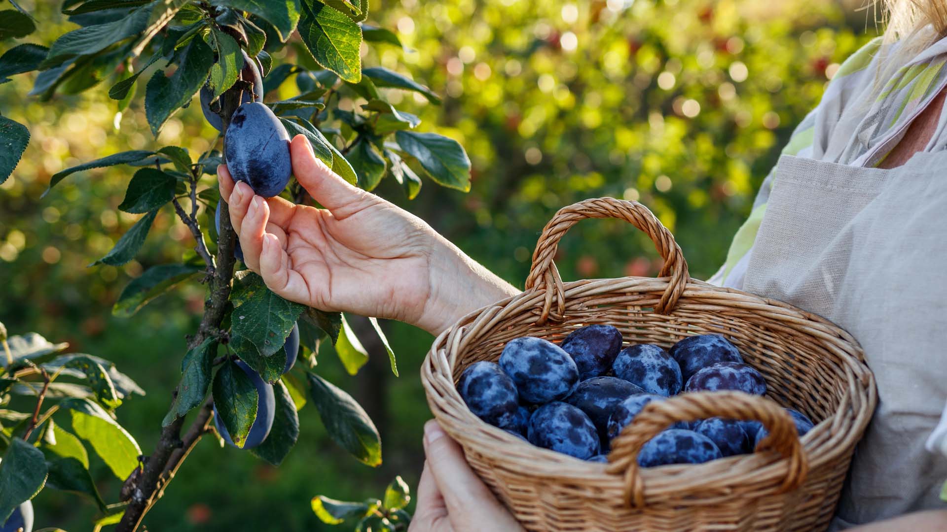 A person harvesting plums by hand and putting them in a basket
