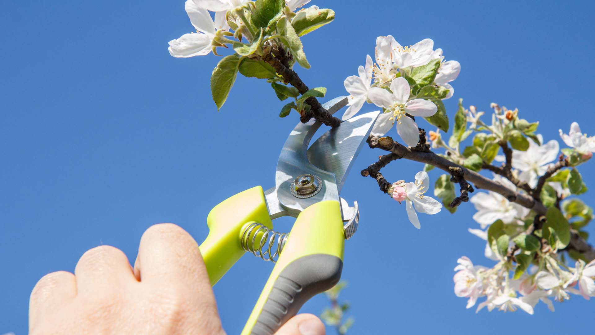 A person pruning blossoms by hand